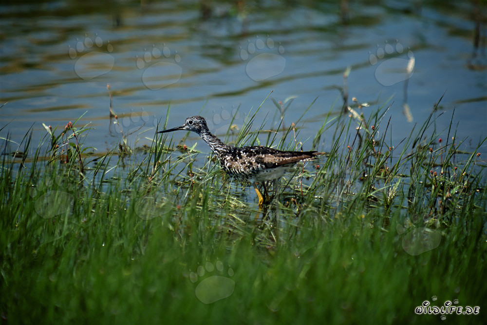 Friendly Greater Yellowlegs in the Alaskan Wilderness