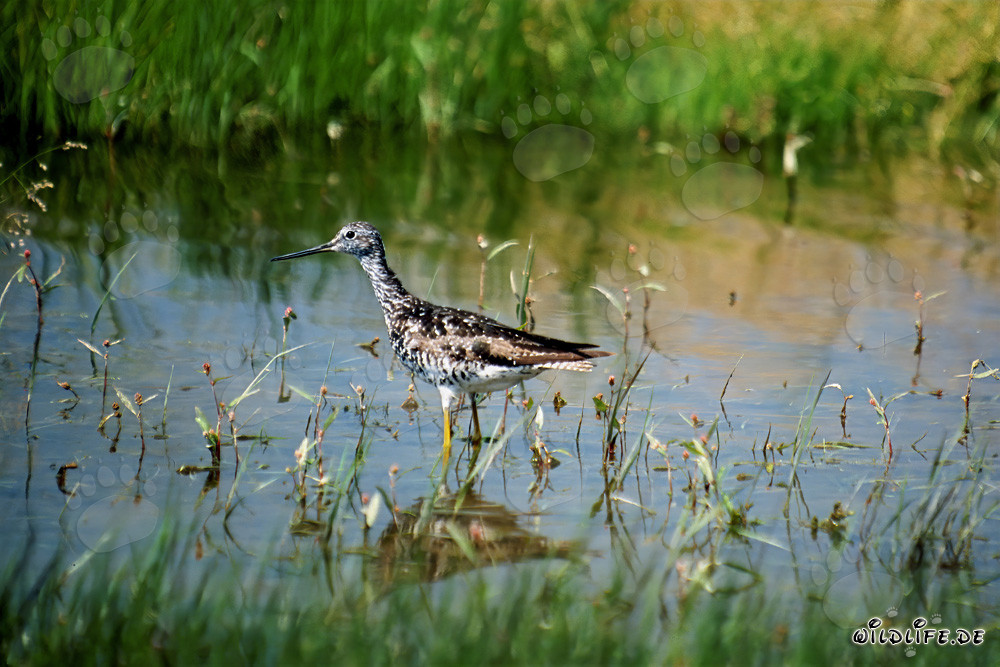 Greater Yellowlegs - Tringa melanoleuca