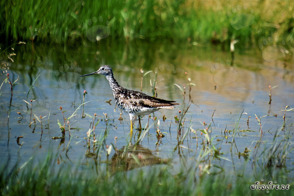 Piovanello maggiore - Tringa melanoleuca