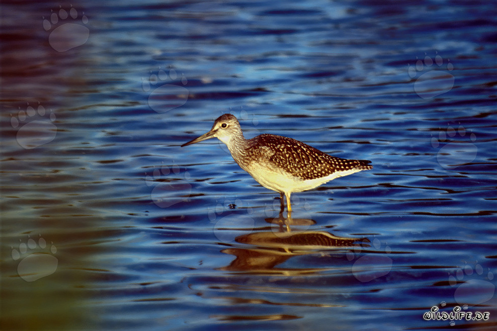 Greater Yellowlegs searching for food in the Alaskan wilderness