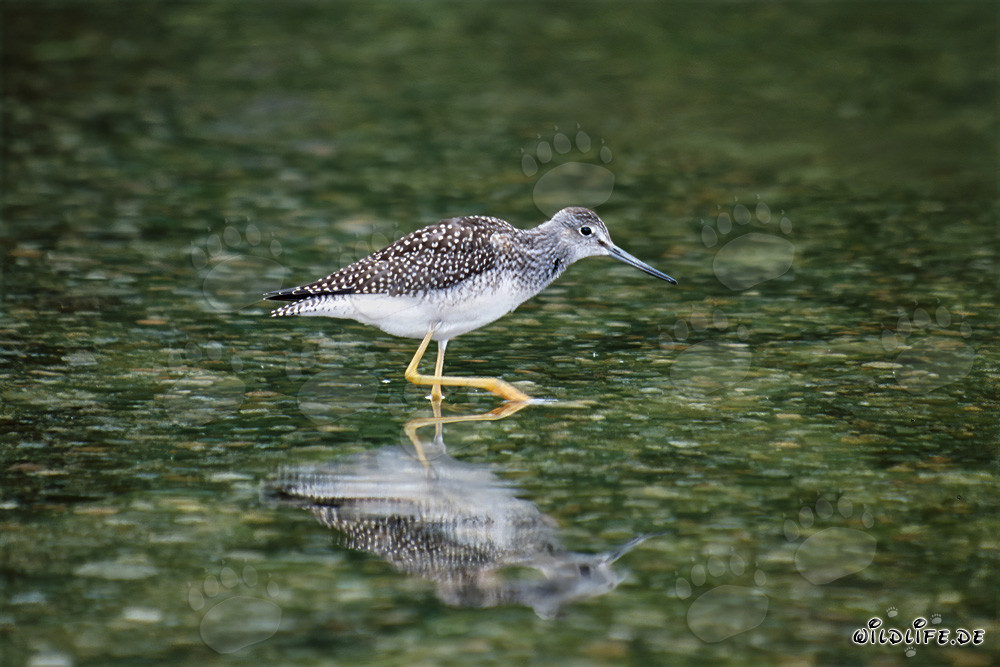 Photograph of a Greater Yellowlegs foraging in the Alaskan wilderness