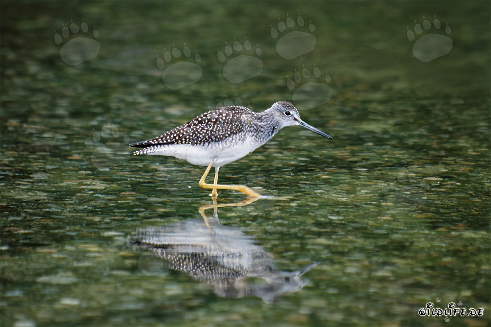 Fotografía de un Zarapito de Pata Amarilla buscando alimento en la naturaleza salvaje de Alaska