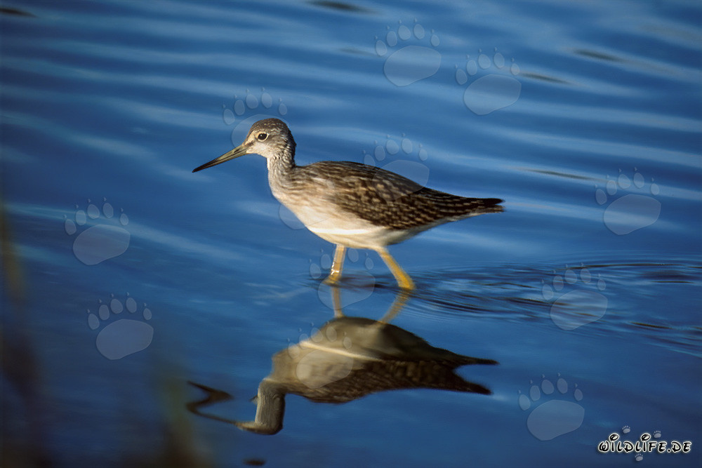 Gran Archibebe se refleja pintorescamente en el agua clara del lago Naknek en Katmai, Alaska