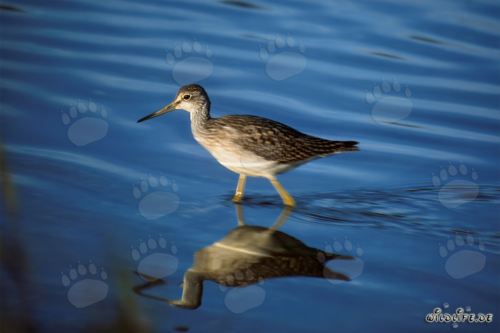 Grande Piro-piro si riflette pittorescamente nell'acqua cristallina del lago Naknek a Katmai, Alaska