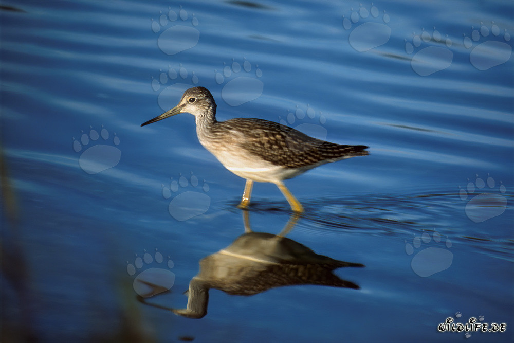 Greater Yellowlegs beautifully reflected in the clear waters of Naknek Lake in Katmai, Alaska