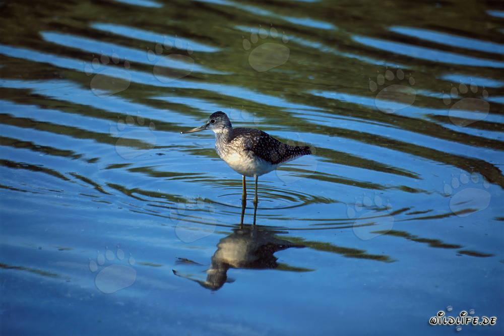 Gran Archibebe contempla su reflejo en la naturaleza
