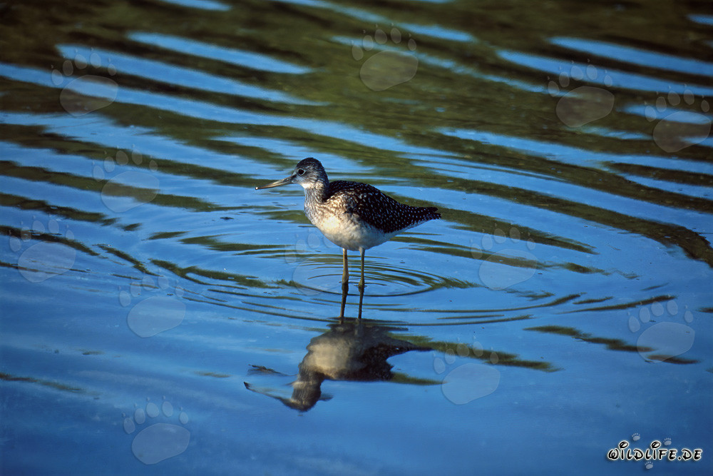 Grand Chevalier observe son reflet dans la nature