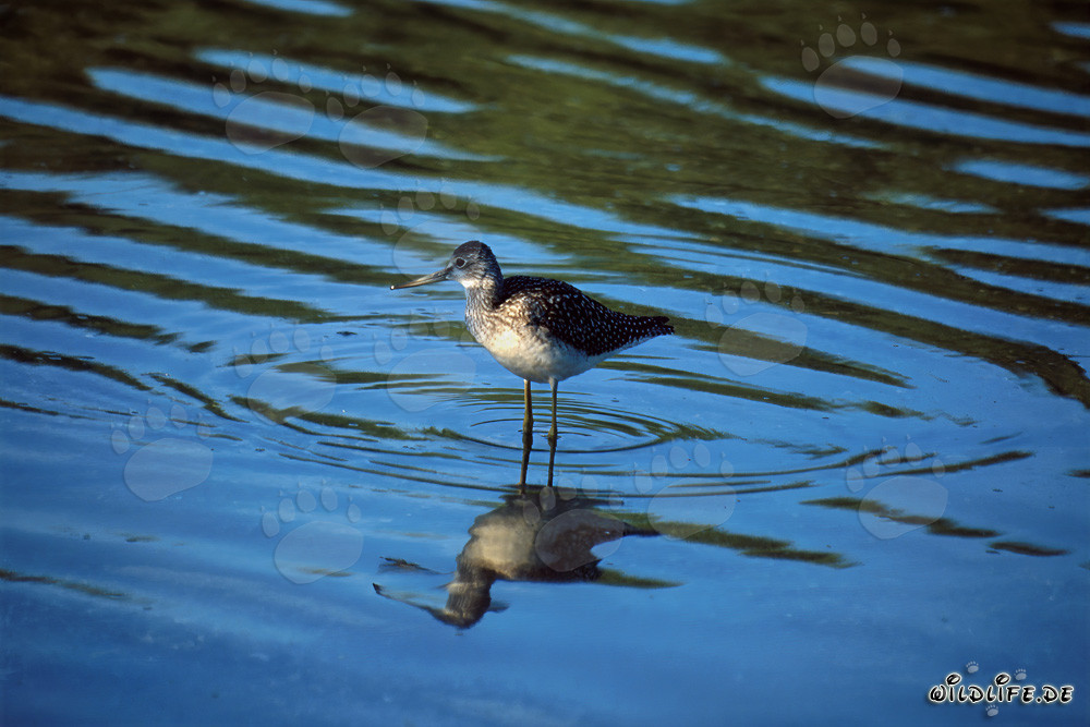 Greater Yellowlegs admires his reflection in the wild