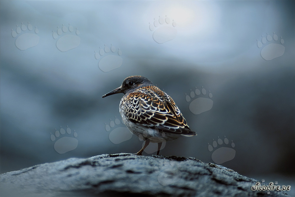 Oiseau limicole au Cook Inlet