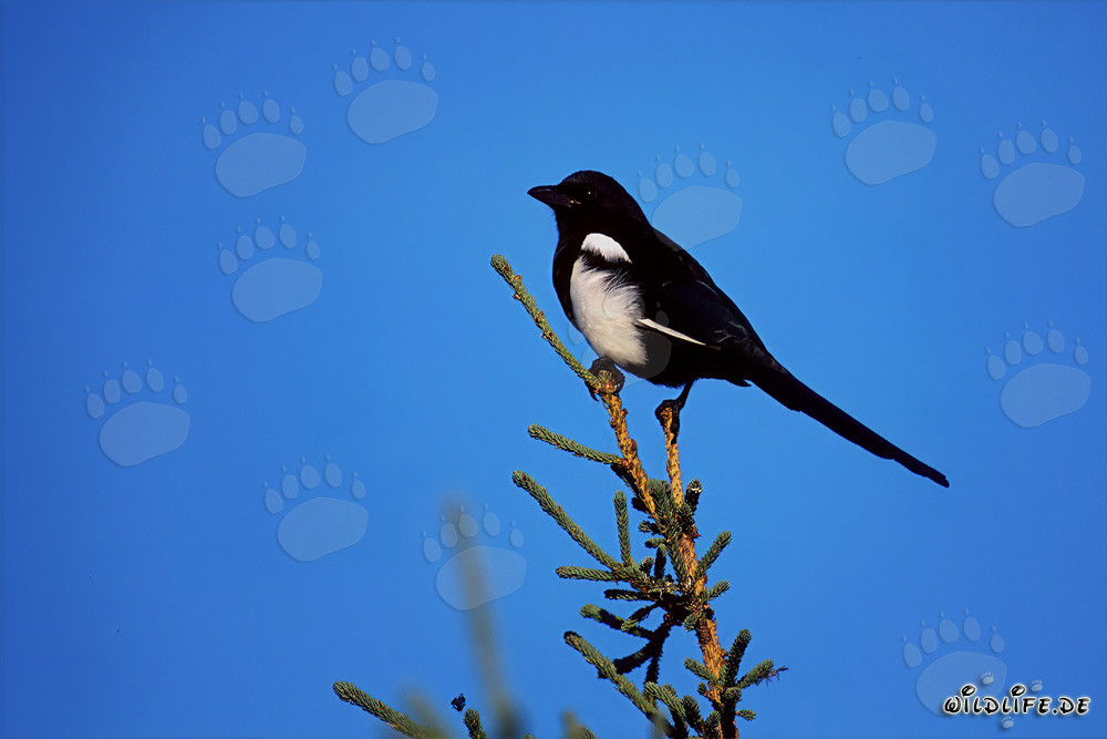 Curious Black-billed Magpie on a fir in Alaska