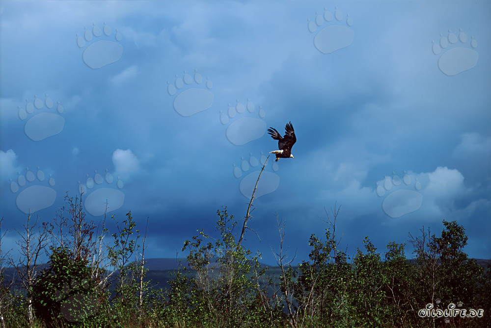 Majestic Bald Eagle soaring over Lake Coville in Alaska