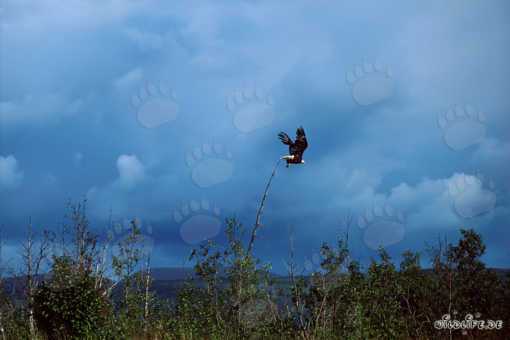 Weißkopf Seeadler