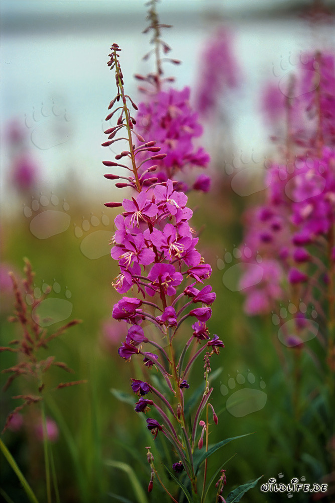 Fireweed on the Brooks River