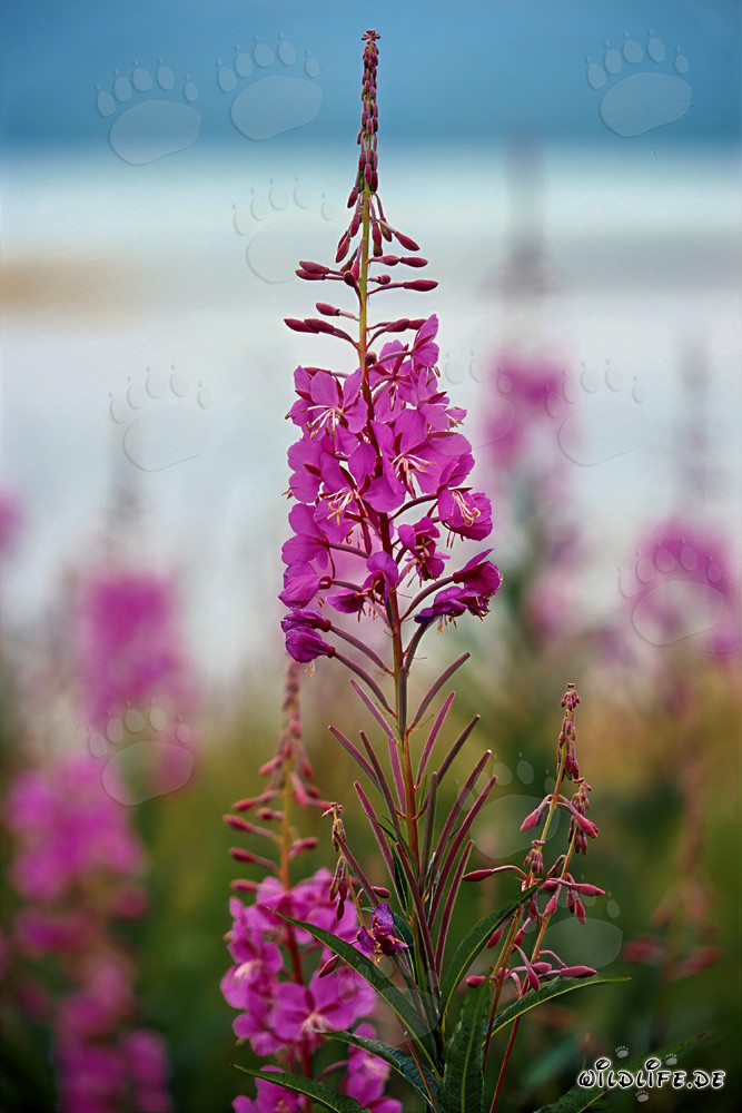 Fireweed on the banks of the Brooks River