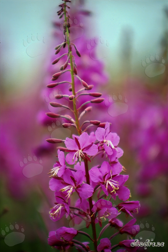 Épilobe en pleine floraison