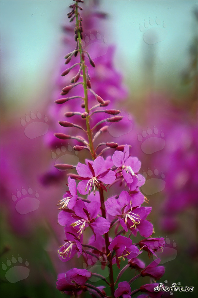 Fireweed in all its glory