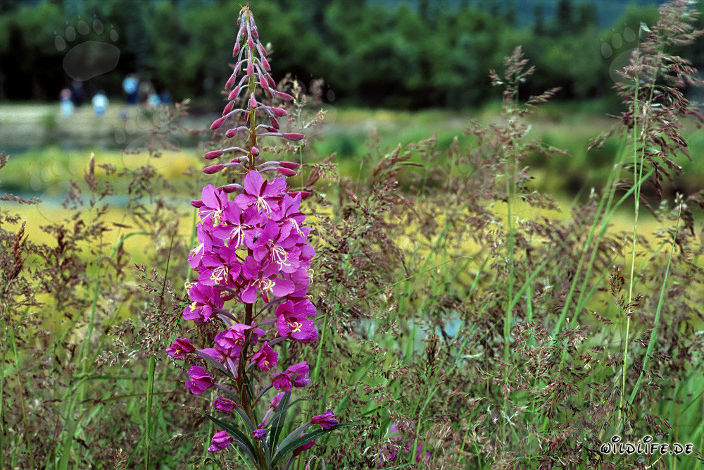 Fireweed blooming along the river bank