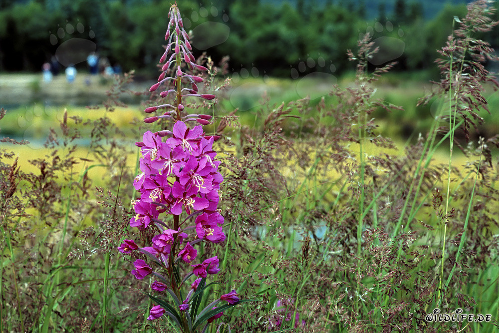 Verbasco angustifolia florece a lo largo de la orilla del río