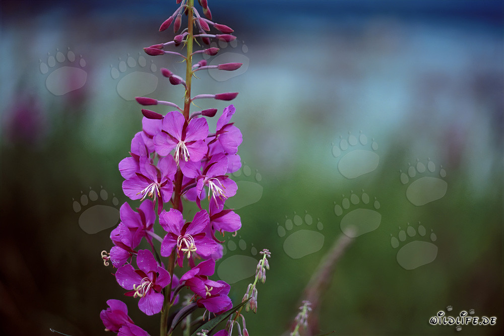 Fireweed at the Brooks River Shore