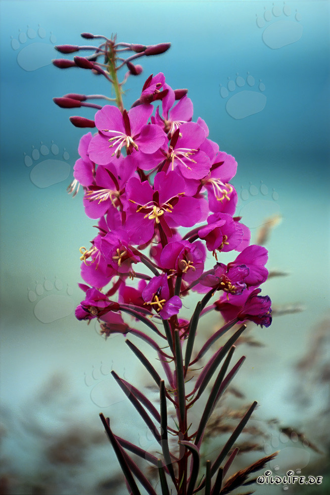 Salicina fiorita in Alaska/Katmai