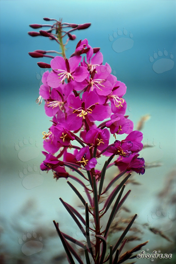 Espino de fuego floreciente en Alaska/Katmai