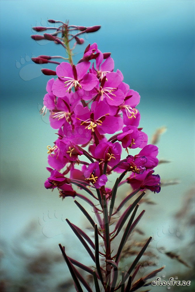 Flowering Fireweed in Alaska/Katmai