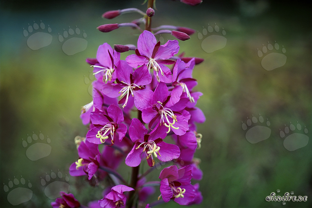 Flowering Fireweed