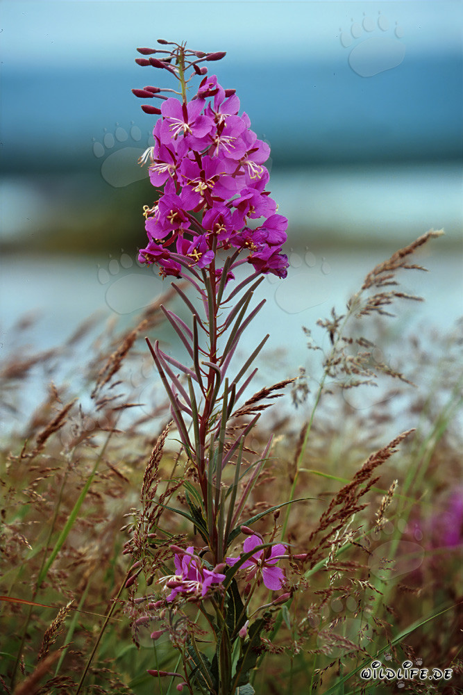 Salicaria a foglie strette sulla riva del fiume