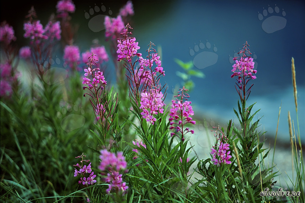Vibrant Color Palette: Fireweed in Alaska
