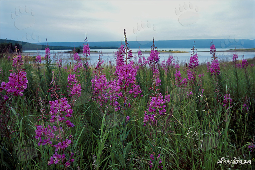 Vibrant Colors: Fireweed at the Brooks River