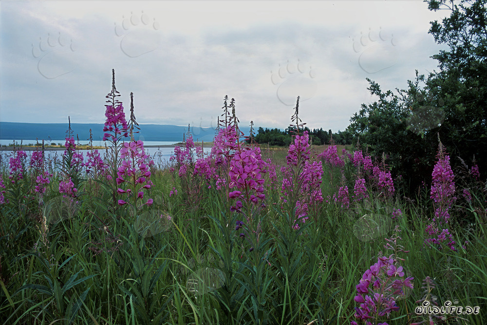 Fireweed