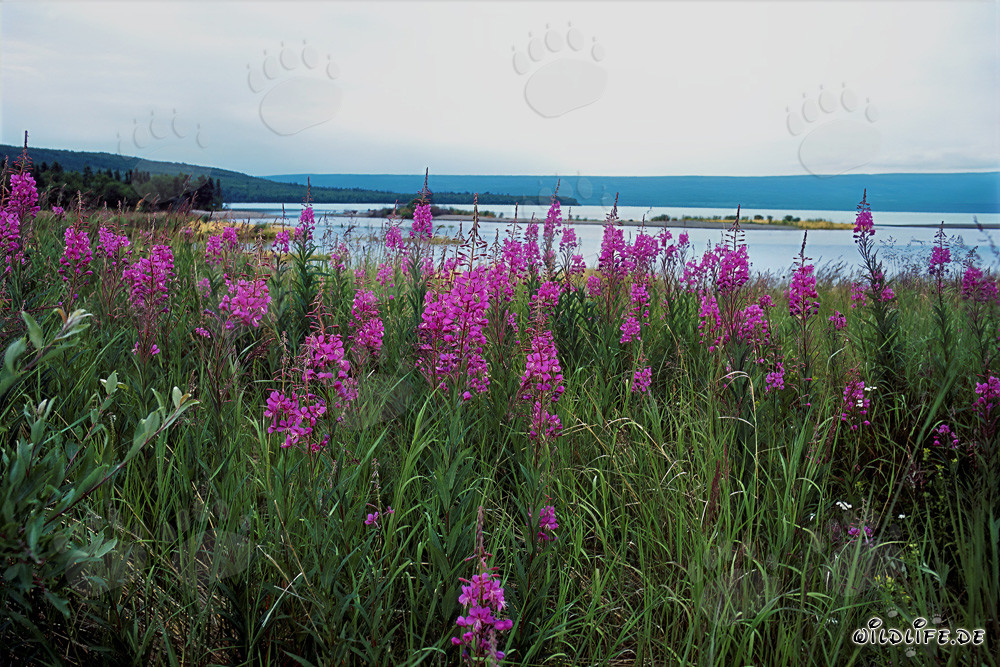 Épilobe à feuilles étroites au pittoresque Brooks River en Alaska