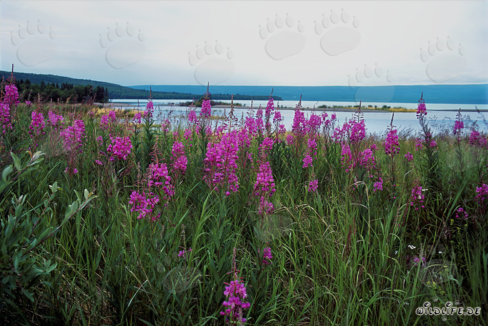 Epilobio de hoja estrecha en el pintoresco río Brooks en Alaska
