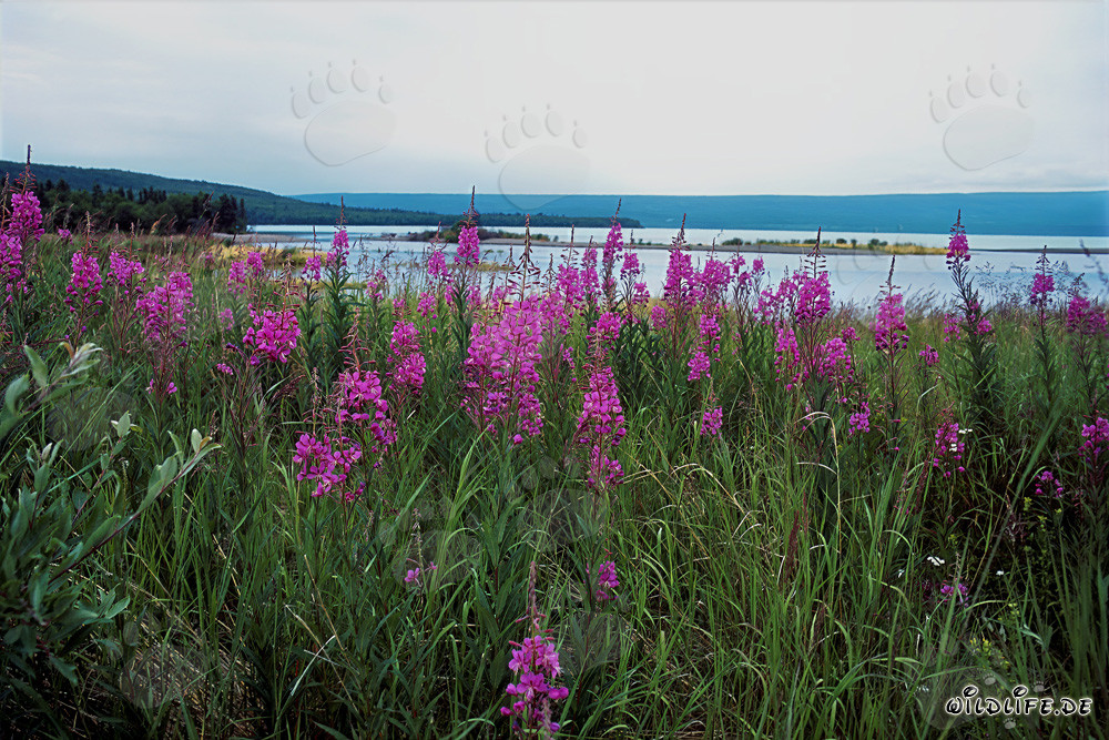 Salicina a foglie strette sul pittoresco fiume Brooks in Alaska