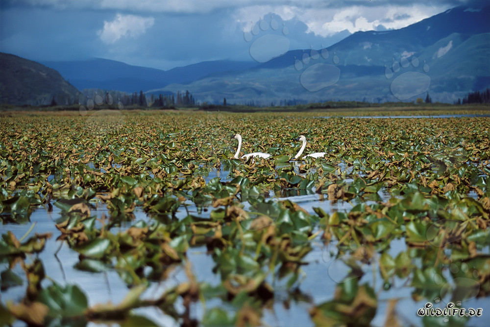 Majestic trumpeter swans at Cook Inlet in Alaska