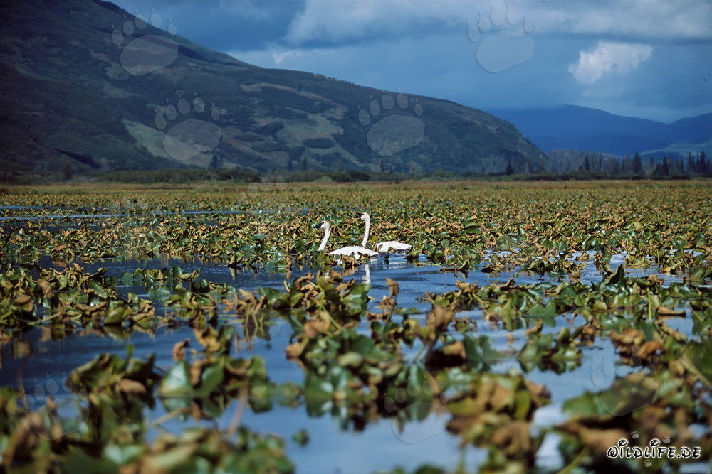 Cigni trombettieri in un idilliaco lago coperto di piante