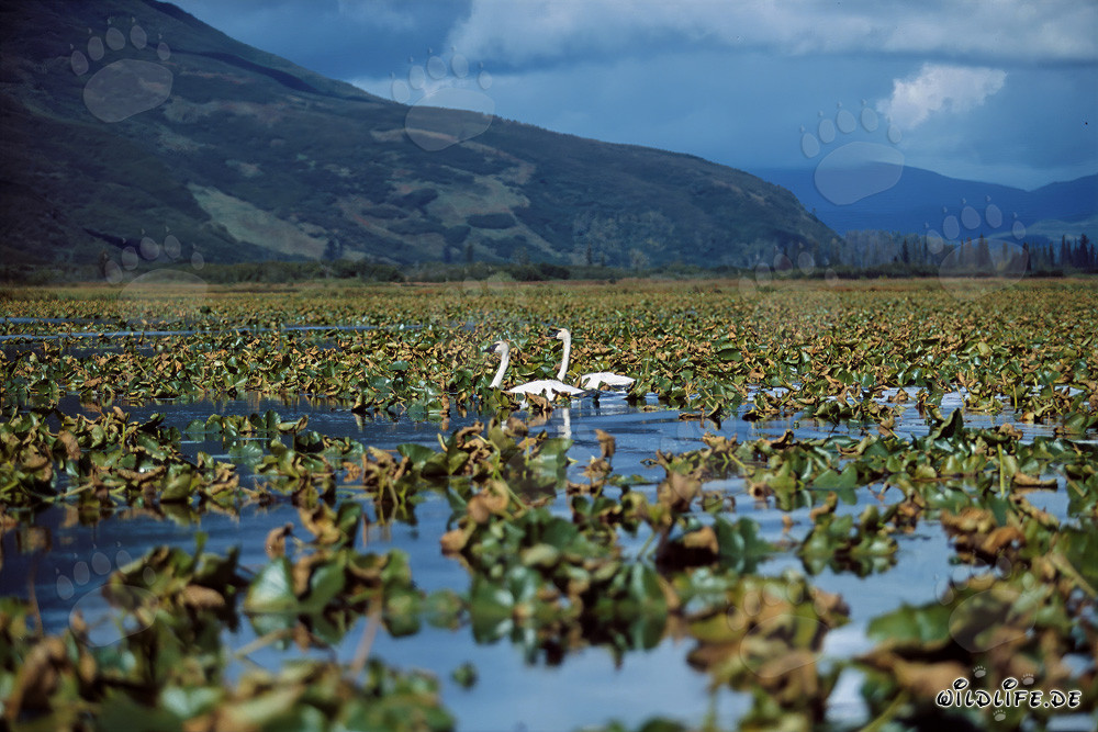 Cisnes trompeteros en un idílico lago cubierto de plantas