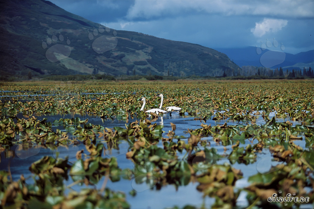 Cygnes trompettes dans un lac idyllique couvert de plantes