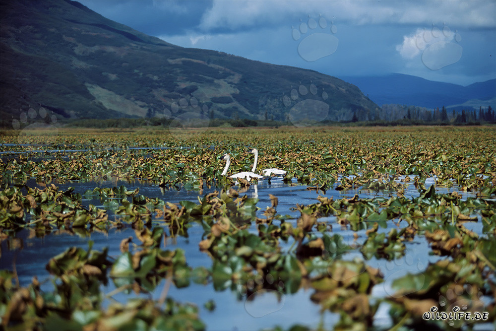 Trumpeter swans in an idyllic, plant-covered lake