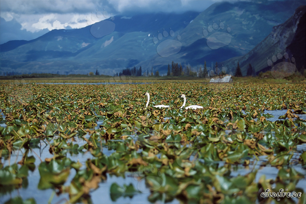 Cigni trombettieri - maestosi uccelli acquatici in Alaska