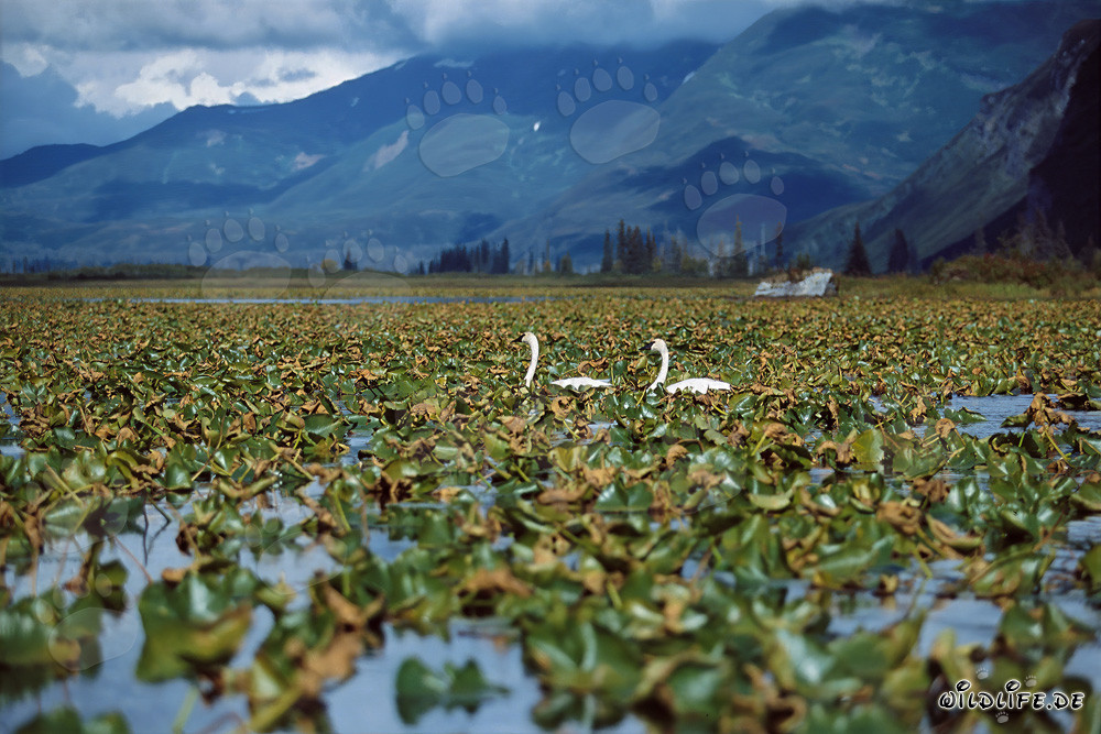 Cisnes trompeteros - majestuosas aves acuáticas en Alaska
