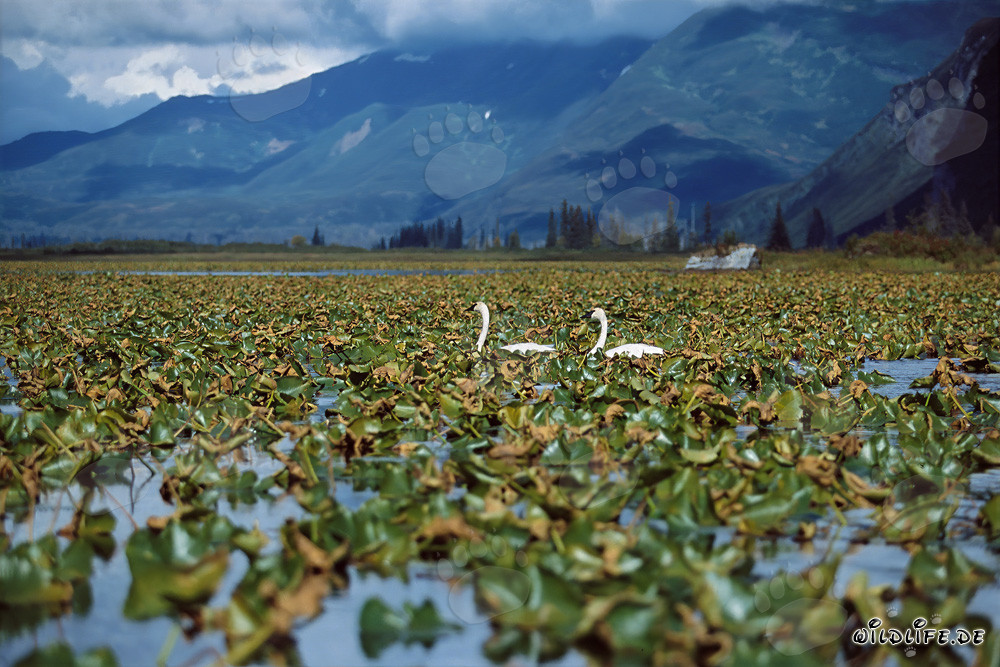 Trompeter-Schwäne - majestätische Wasservögel in Alaska