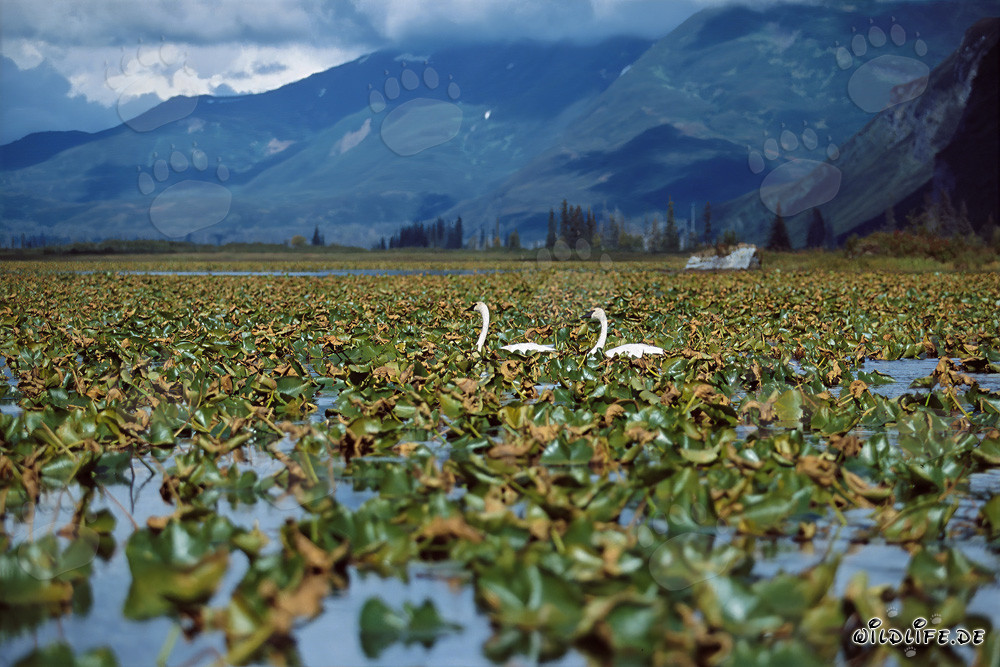 Trumpeter Swans - majestic waterfowl in Alaska
