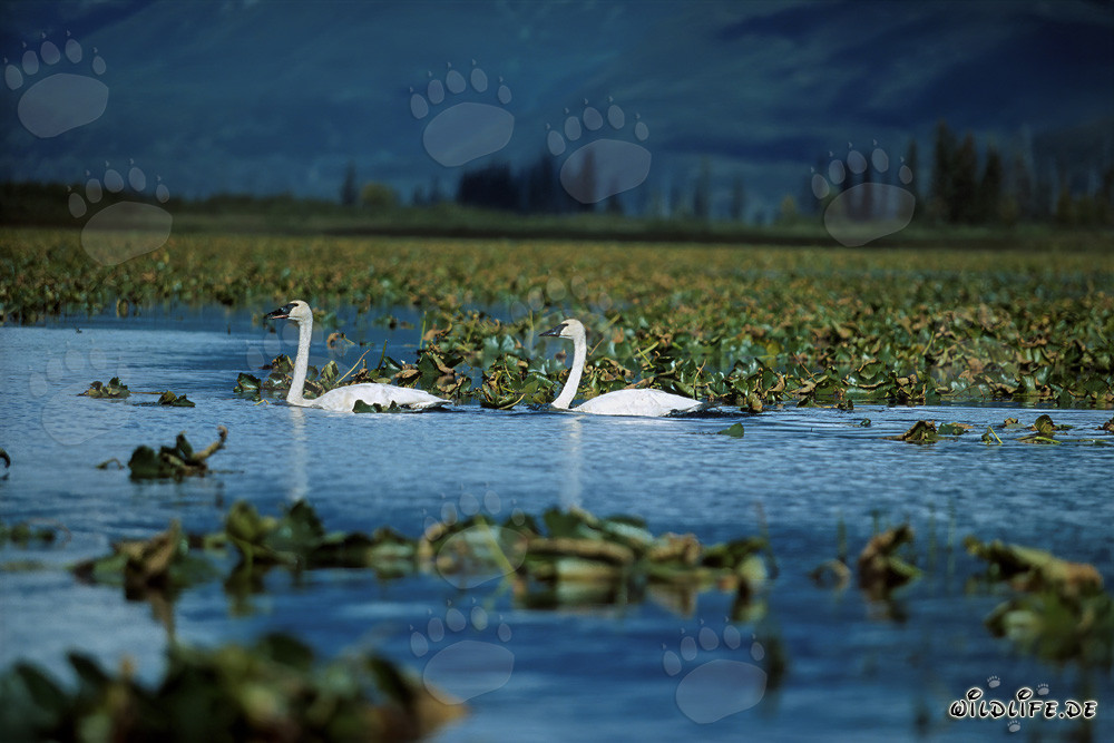 Cigni trombettieri maestosi che nuotano nel Cook Inlet, Alaska