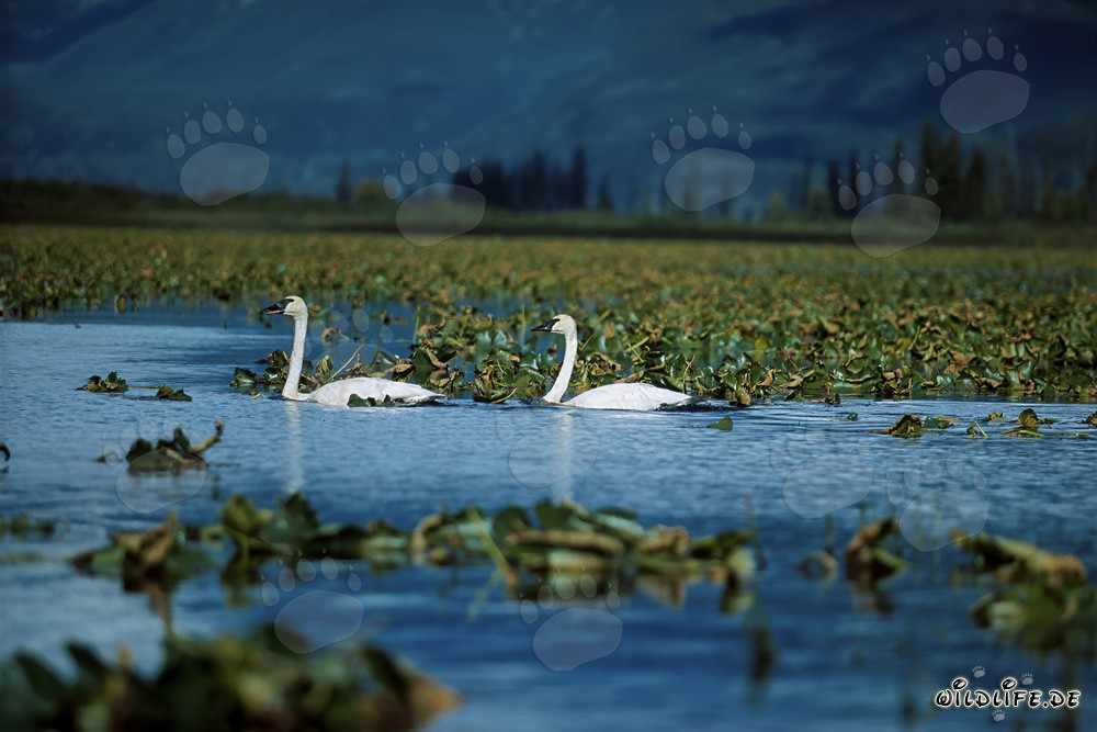 Cisnes trompeteros majestuosos nadando en el Cook Inlet, Alaska