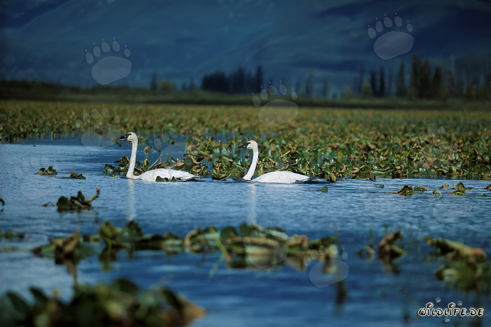 Cygnes trompettes majestueux nageant dans le Cook Inlet, Alaska