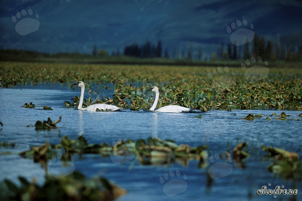 Majestic trumpeter swans swimming in Cook Inlet, Alaska