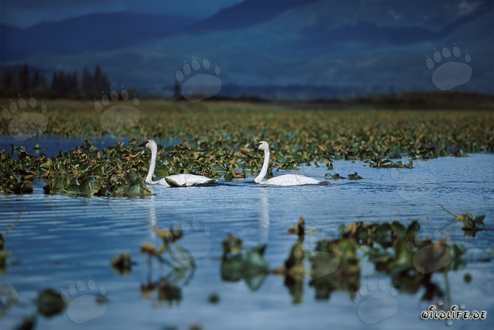 Cisnes trompeteros majestuosos en un lago cubierto de plantas