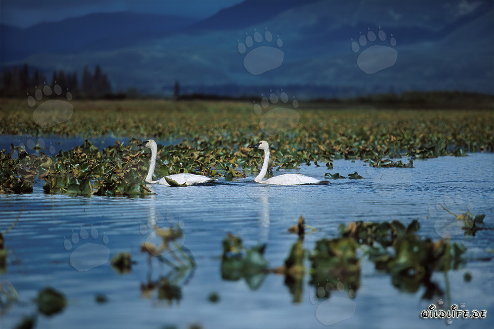 Cygnes trompeteurs majestueux dans un lac couvert de plantes
