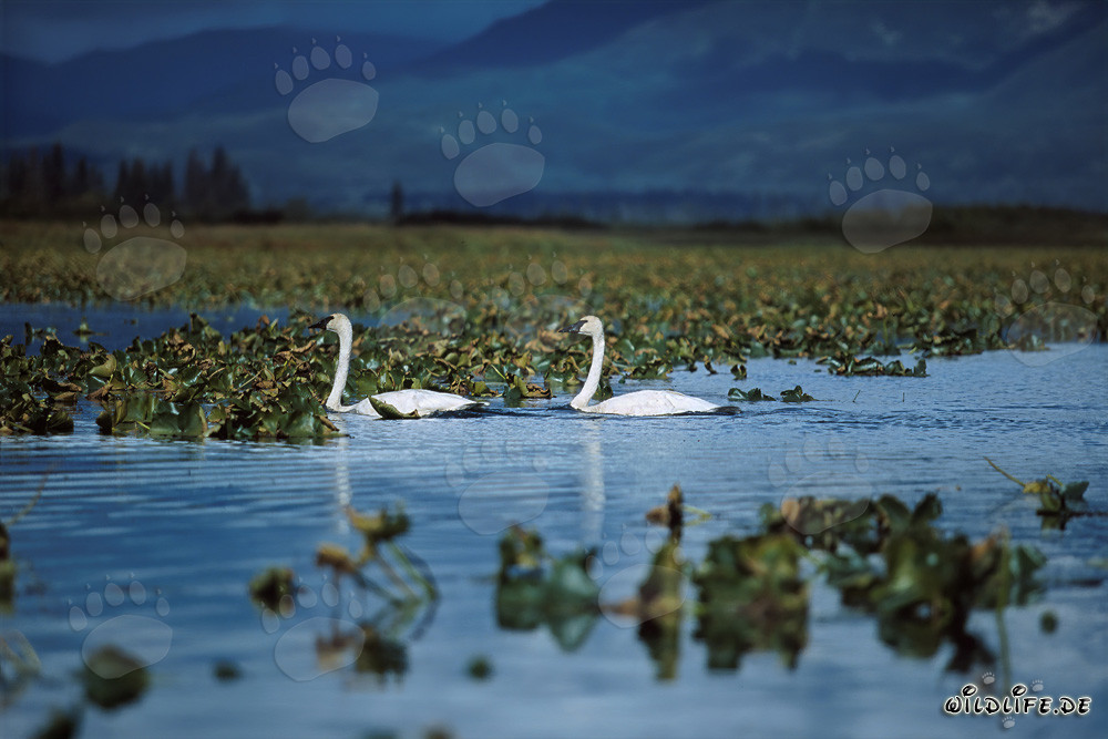 Majestic trumpeter swans in a plant-covered lake